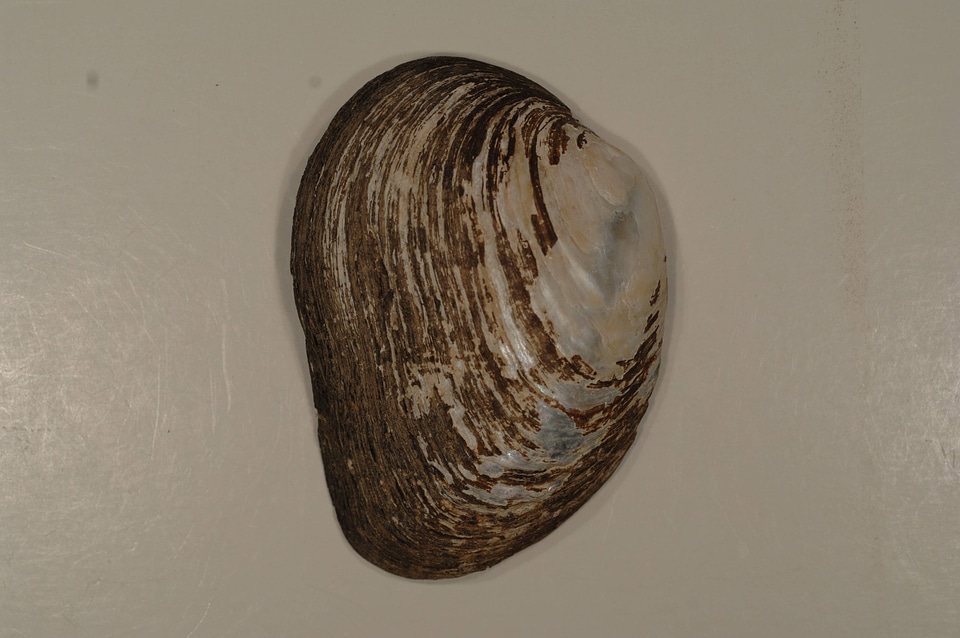 Pleurobema oviforme (outside)