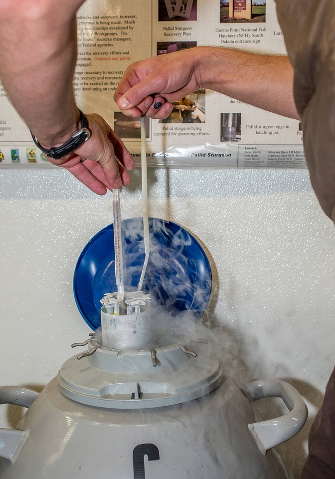 Cryogenic tanks for Pallid sturgeon sperm-1