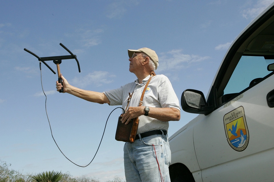 U.S. Fish and Wildlife Service volunteer using radiotelemetry