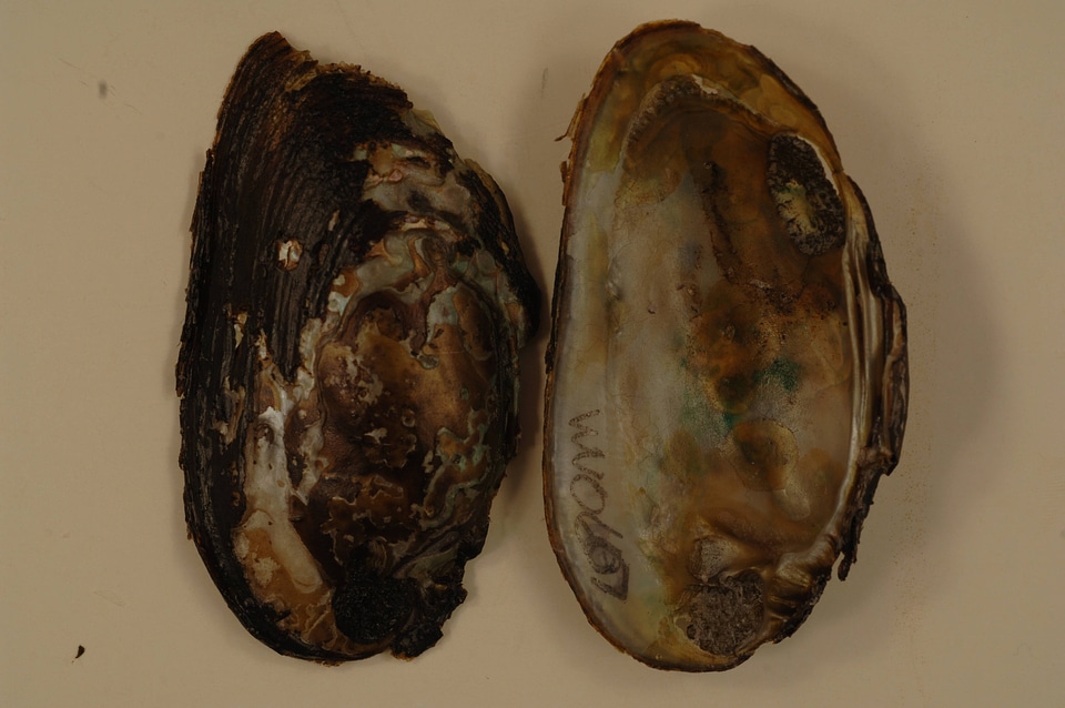 Elliptio complanata-1