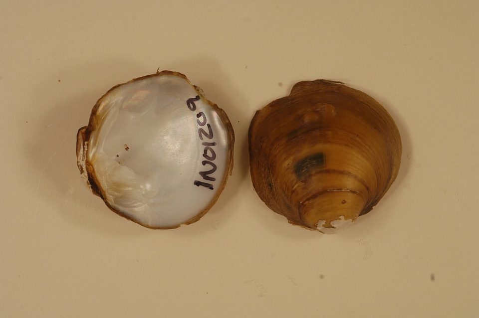 Amphinaias pustulosa-2