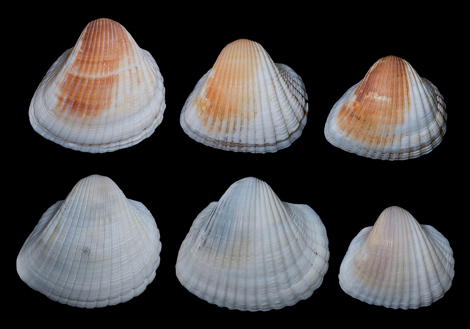 Seashell isolated macro