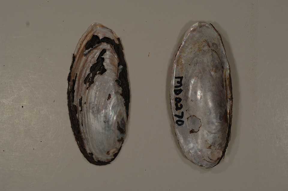 Elliptio lanceolata-2