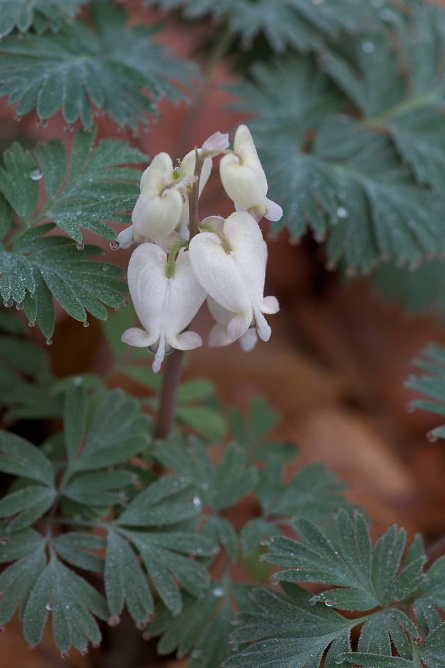 Squirrel corn-1