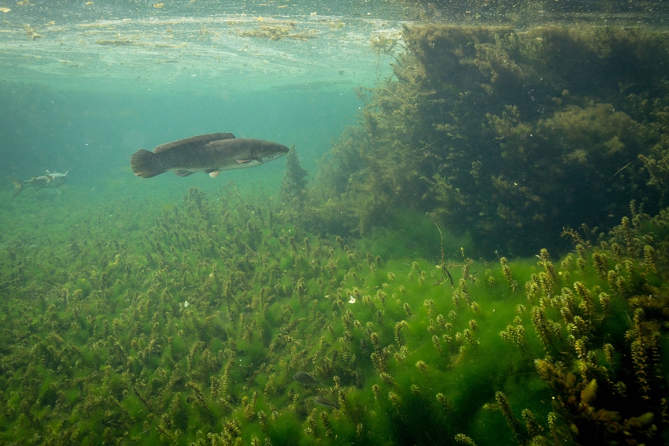 Hydrilla and algae