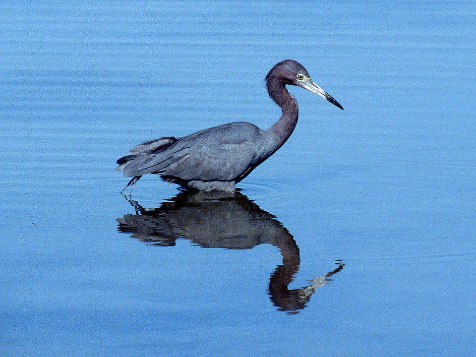 Little Blue Heron-5