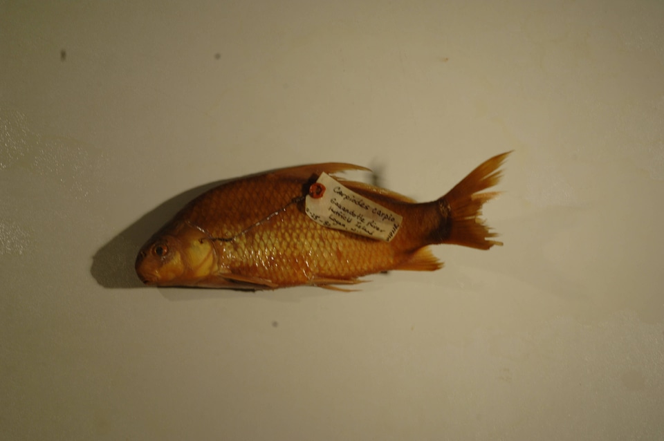 Carpiodes carpio-1