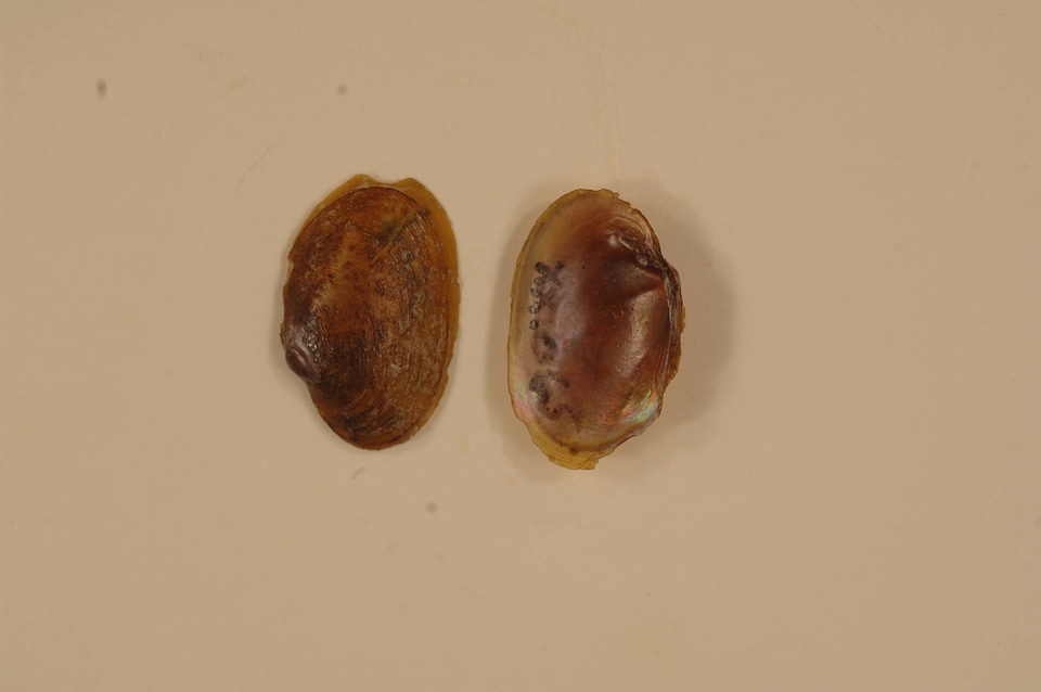 Toxolasma cylindrellus