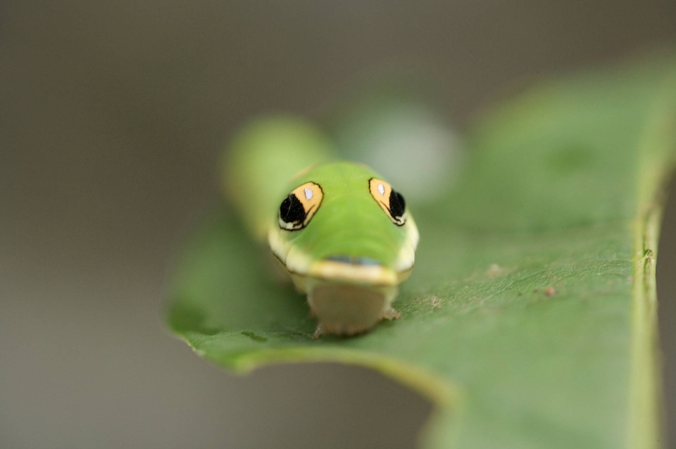 Spicebush swallowtail larvae-1