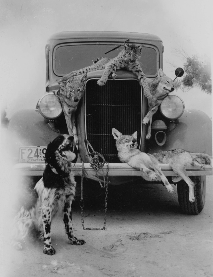 Illegal Wildlife Trade