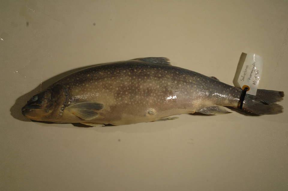 Salvelinus namaycush