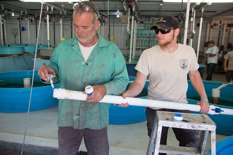 Genoa staff installs plumbing for new sturgeon tanks.