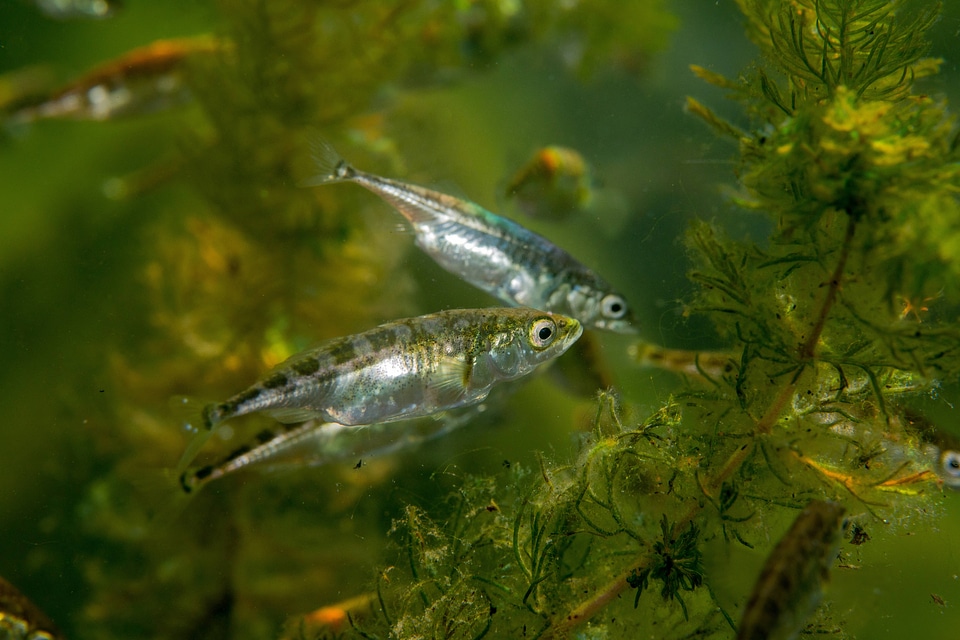 Threespine stickleback-1