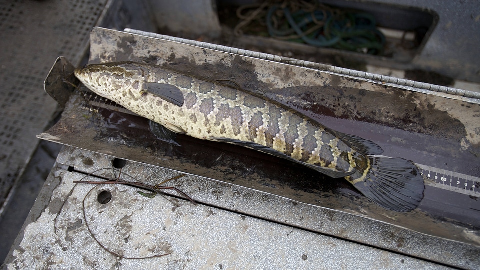 Electrofishing for Northern Snakehead-3