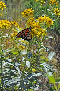 Monarch butterfly-3 photo