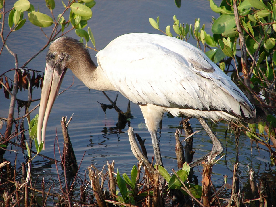 Wood stork-1