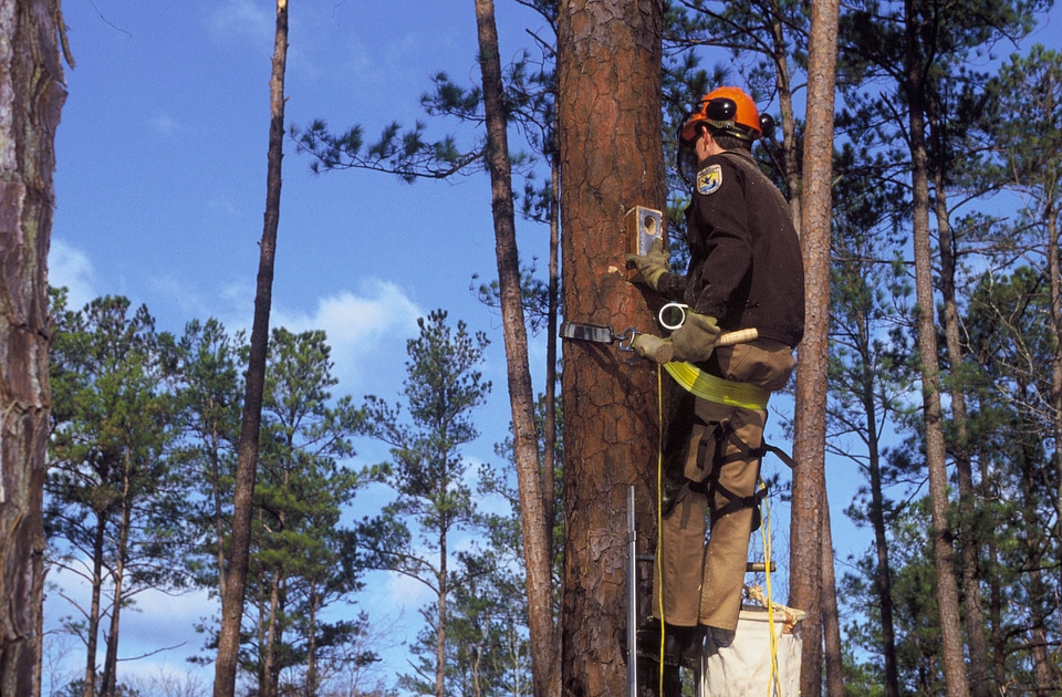 Inserting nest box for endangered Red-cockaded woodpecker