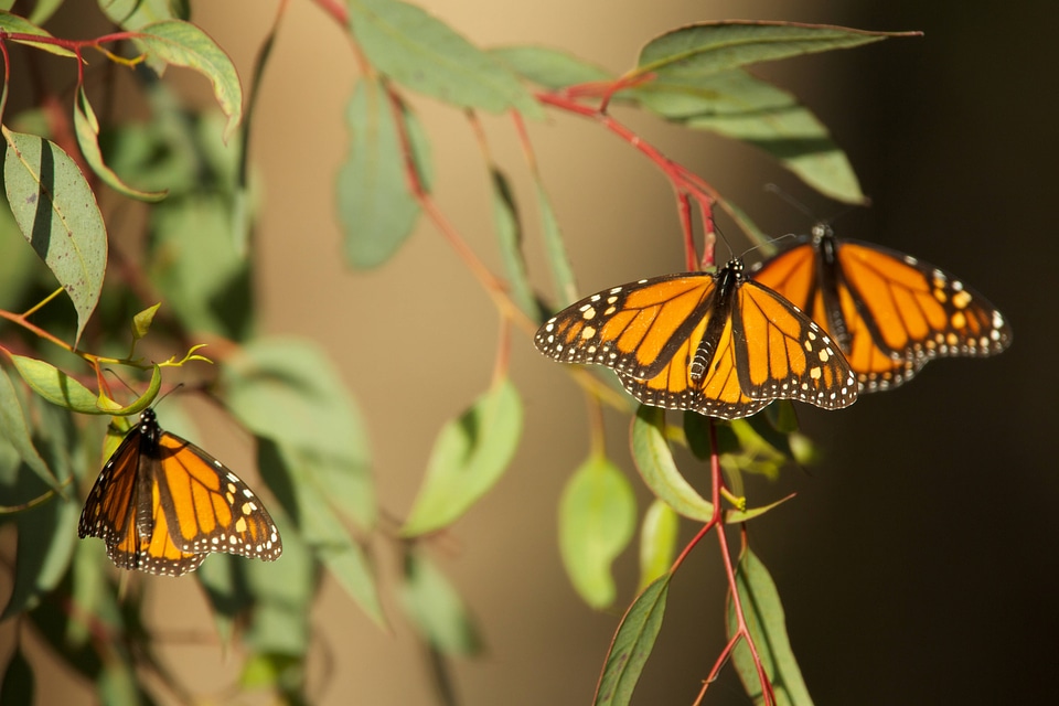 Monarch butterflies-1