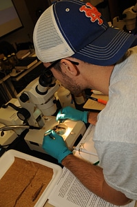 Service employee looking at specimen photo