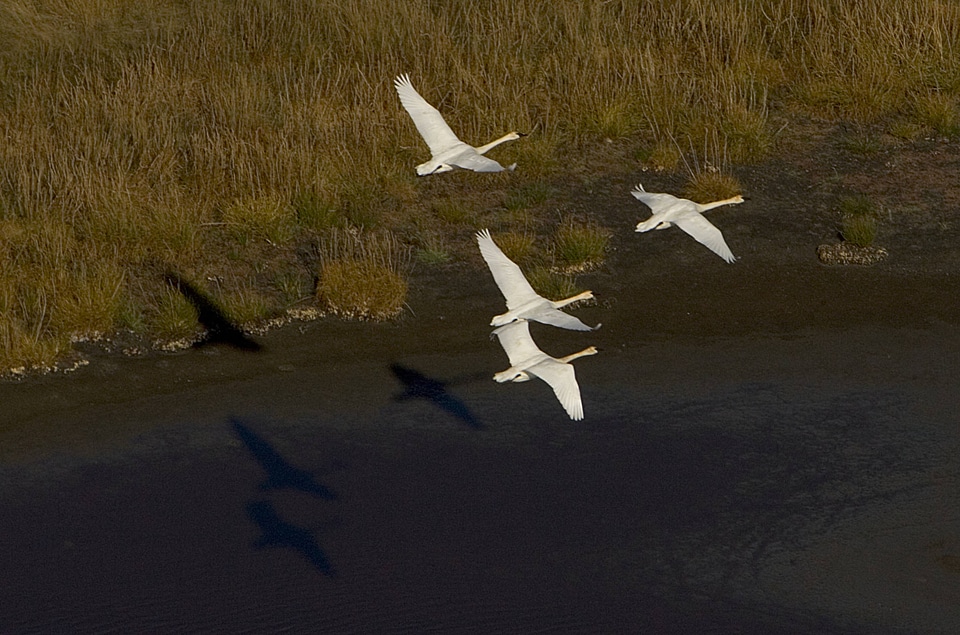 Trumpeter swans in flight at Yukon Flats National Wildlife Refuge