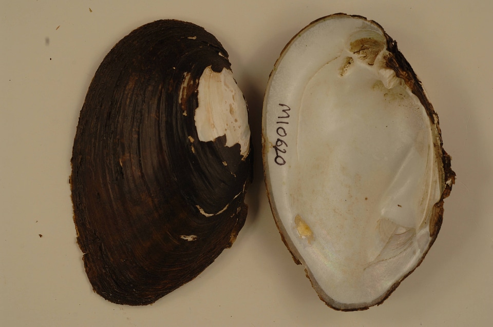 Ortmanniana ligamentina-3