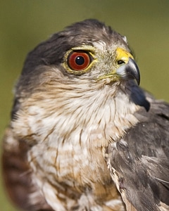 Sharp-shinned hawk photo