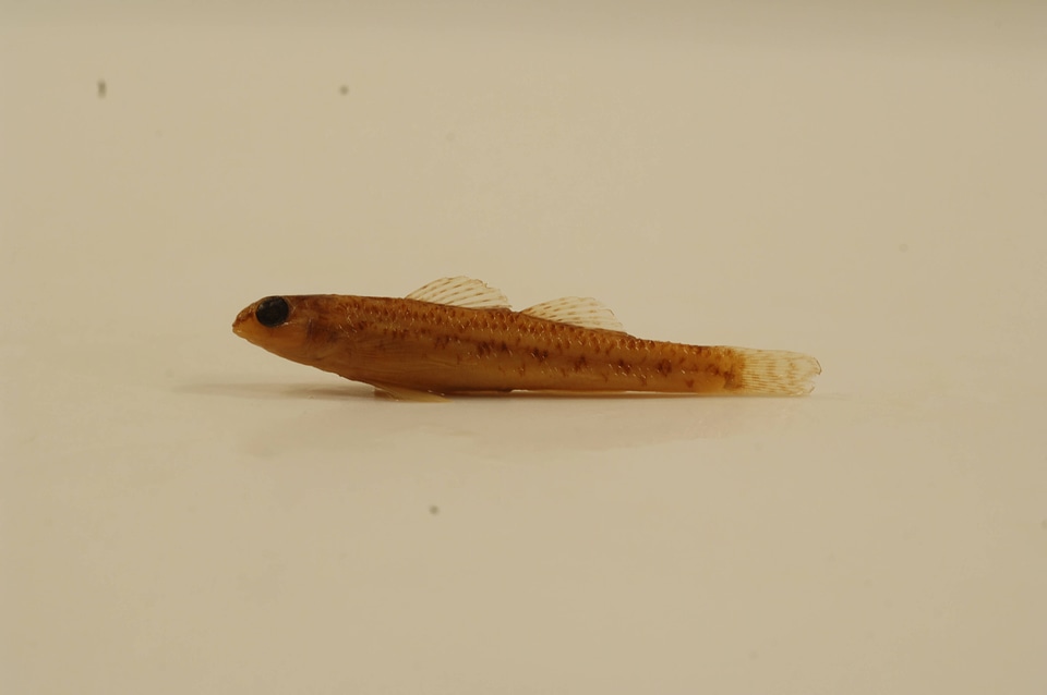 Etheostoma nigrum-1