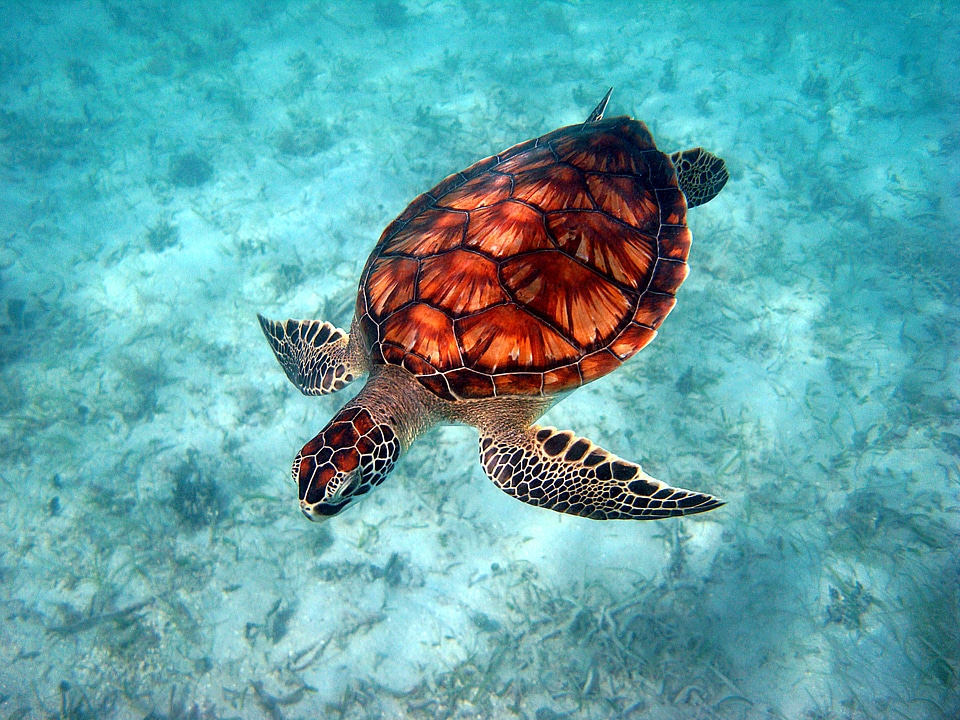 Green sea turtle-5