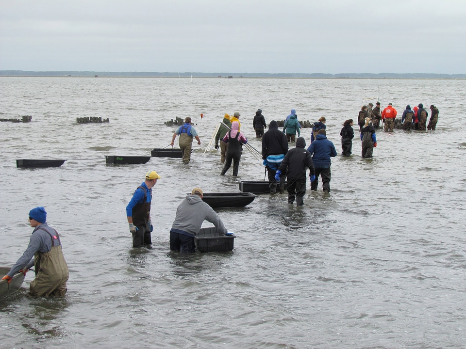 Refuge staff and volunteers and The Nature Conservancy volunteers bring blocks to build oyster castles