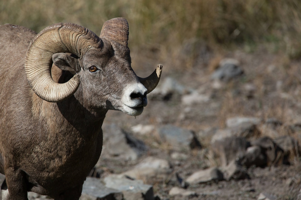 Rocky Mountain Bighorn sheep close-up