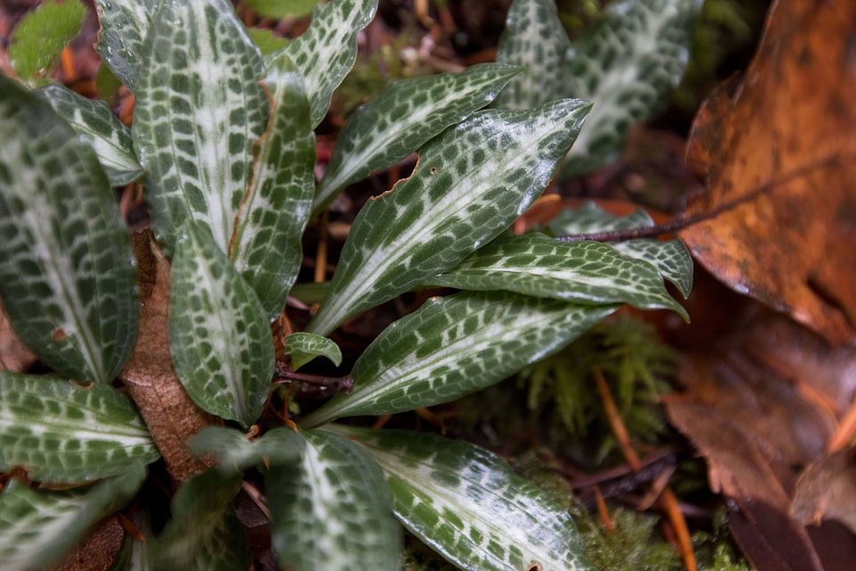 Leaves of rattlesnake plantain