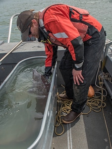 USFWS Fisheries worker checks lake sturgeon-1
