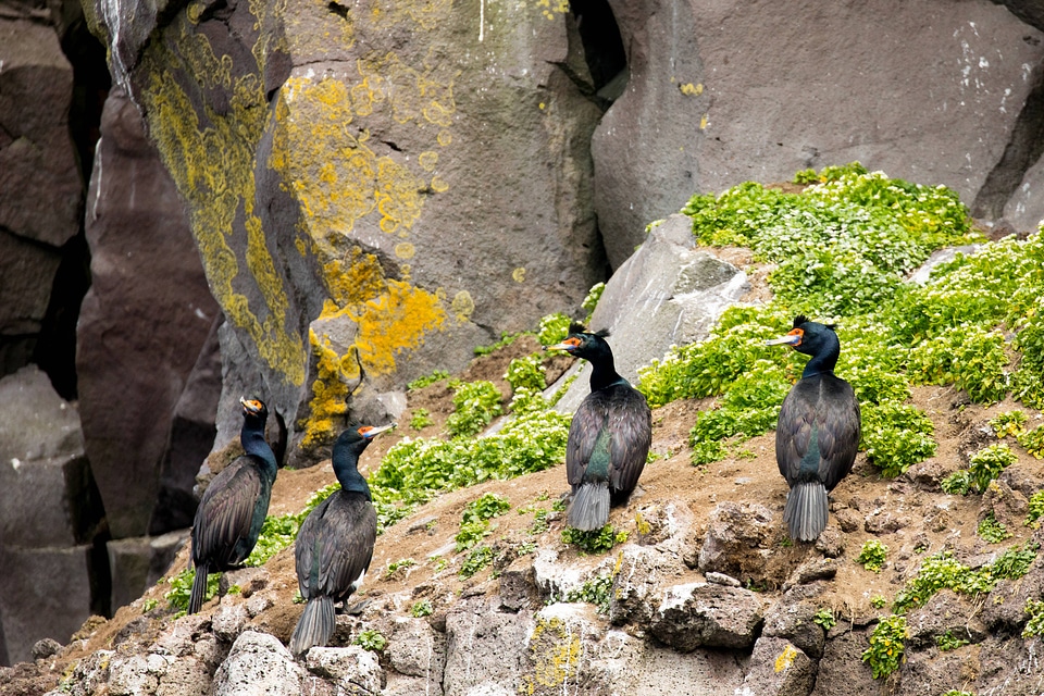Several red-faced cormorants on rock ledge