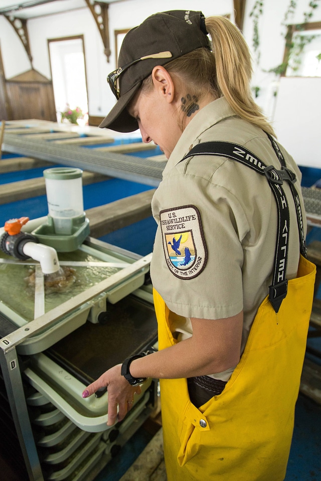 Biologist working at Leadville National Fish Hatchery-1