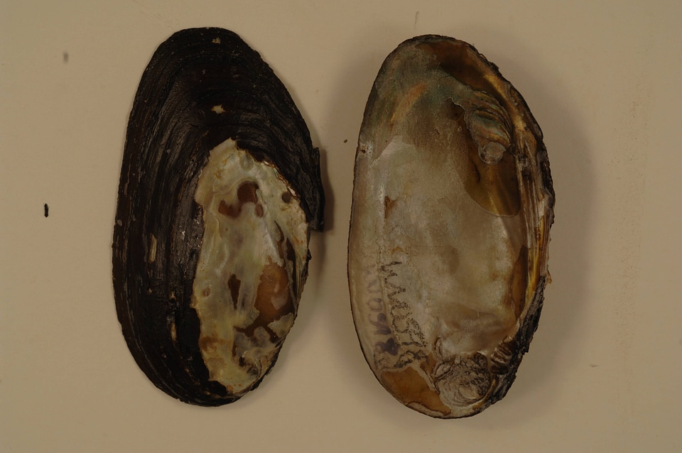 Elliptio complanata-2
