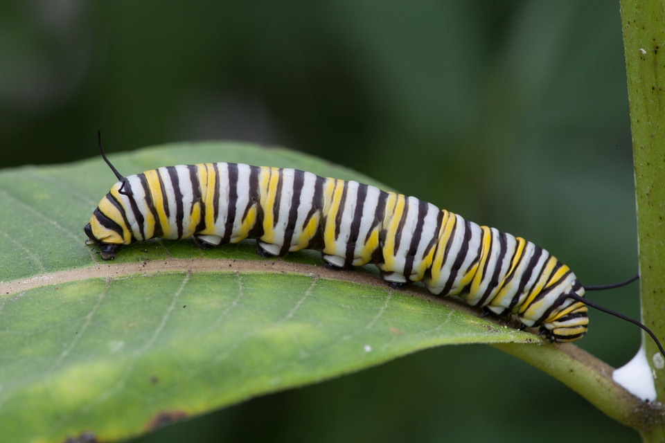 Monarch butterfly larvae feeding on milkweed-1