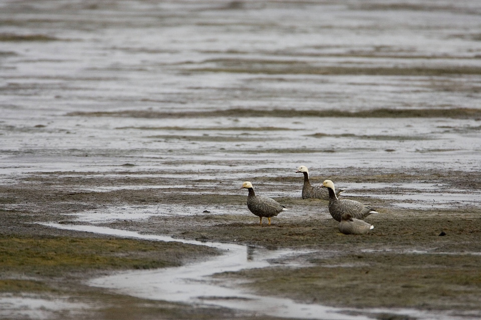 Emperor geese at Izembek National Wildlife Refuge