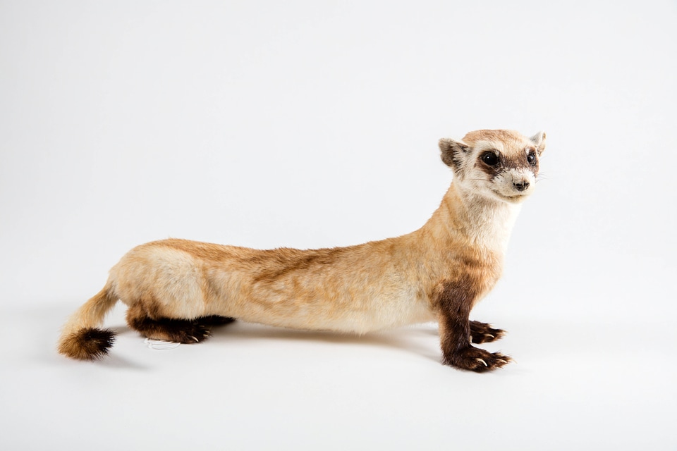 Black-footed ferret mount
