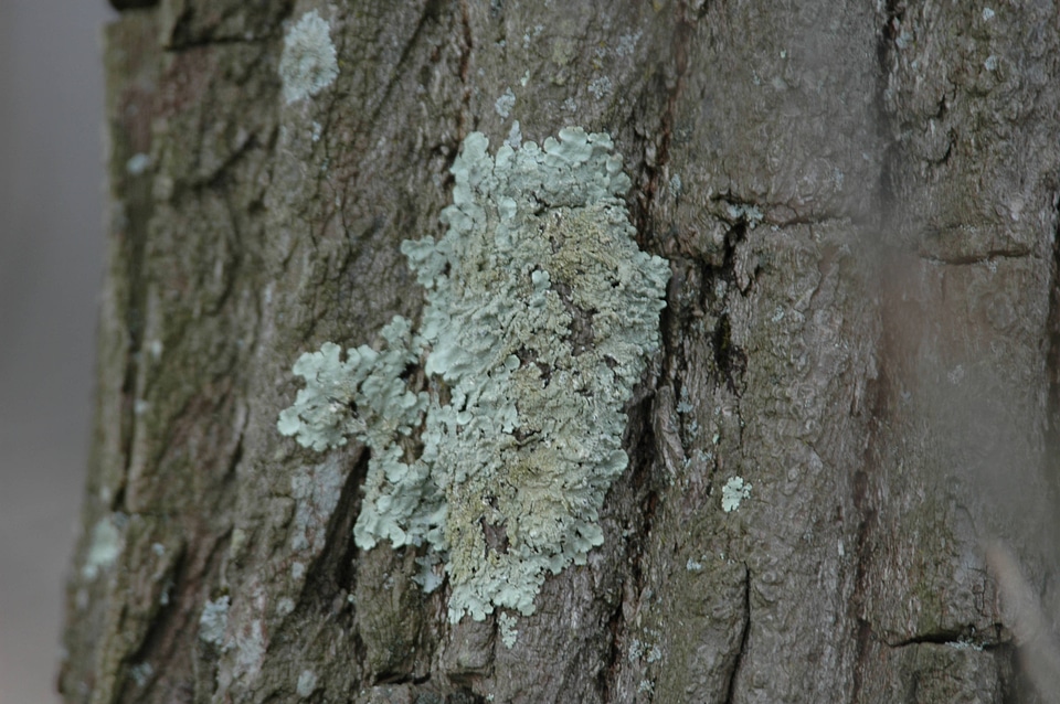 Fungus on tree bark
