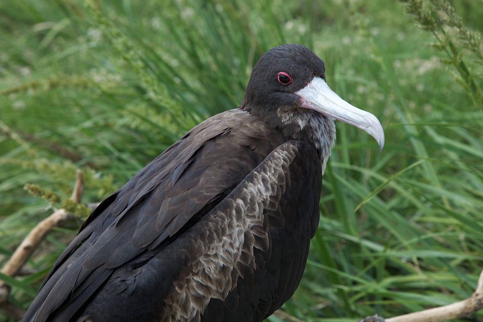 Frigatebird on Laysan Island