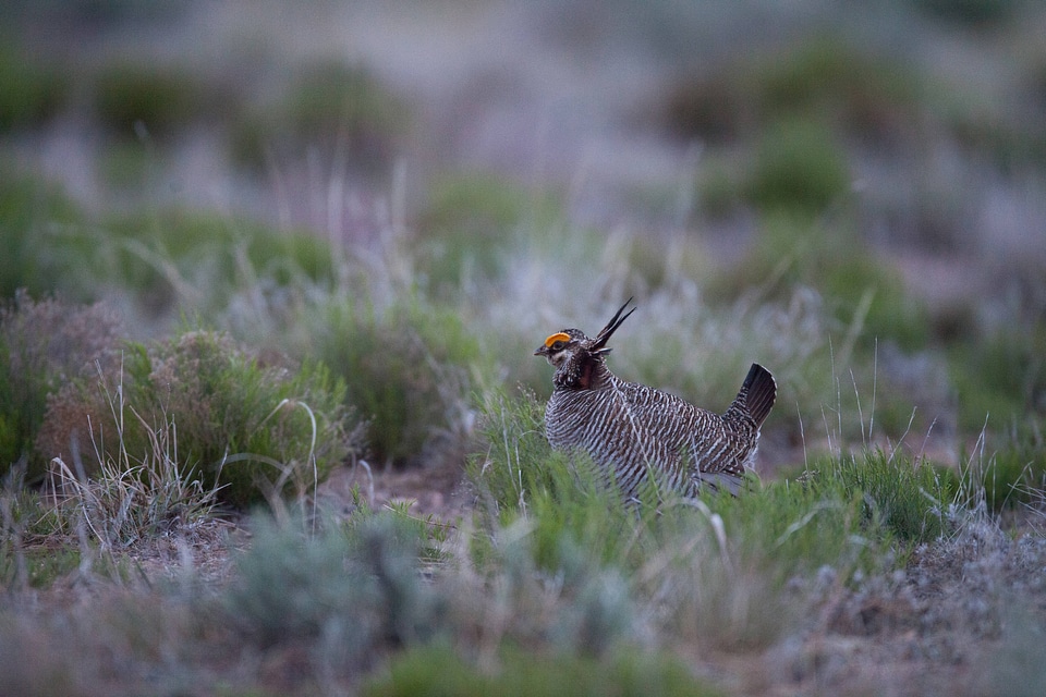 Lesser Prairie-Chicken-1