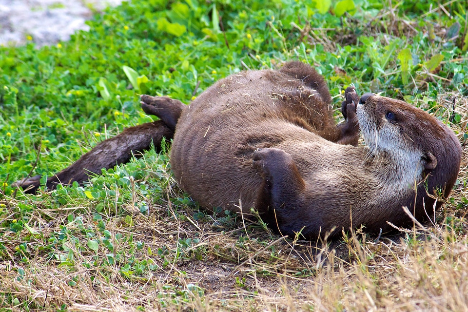 North American River Otter-1