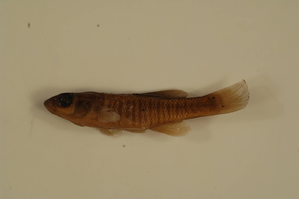 Fundulus diaphanus diaphanus