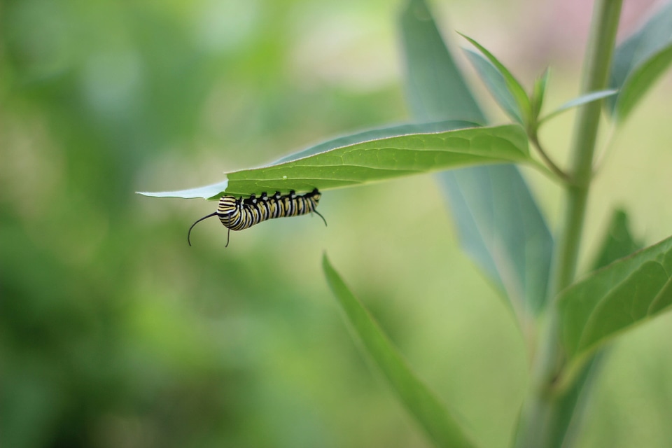 Monarch caterpillar on Swamp milkweed