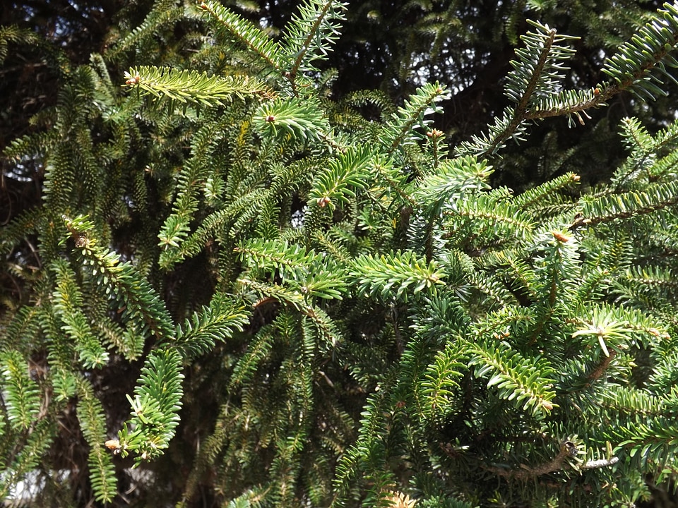 Forest green evergreen