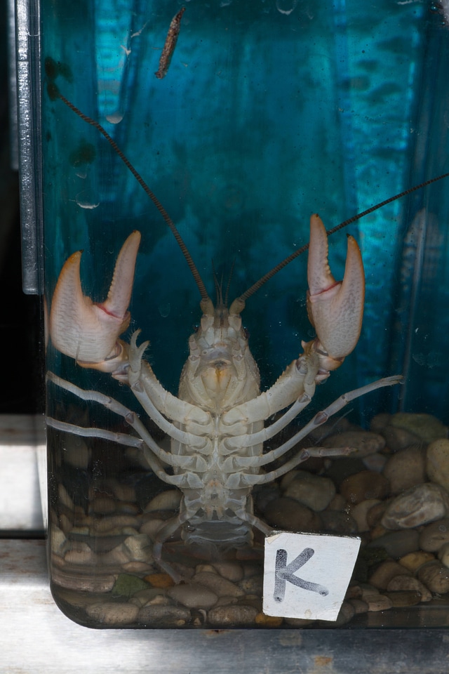 Crayfish in aquarium-4