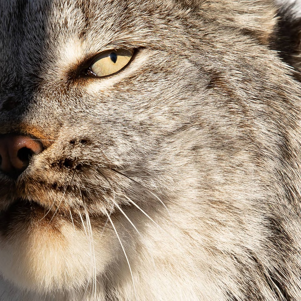 Detail of a predator's eye