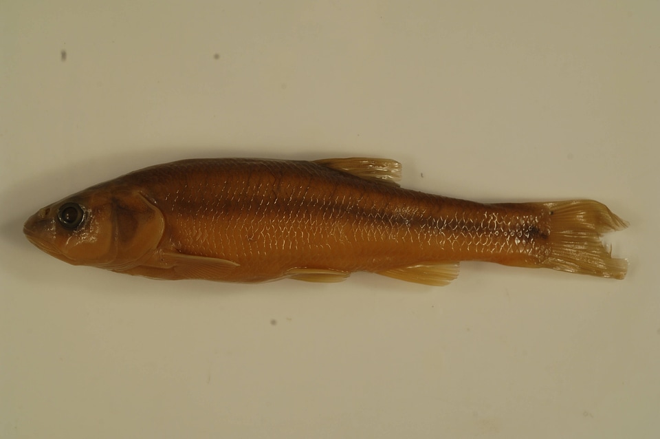 Semotilus atromaculatus-1