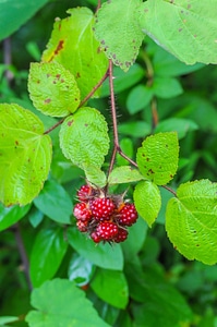 Invasive wine raspberry