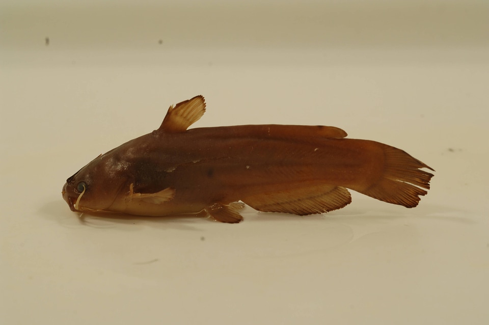 Ameiurus natalis-1